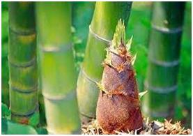 bamboo products