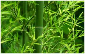 green bamboo resources