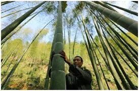 Bamboo Values