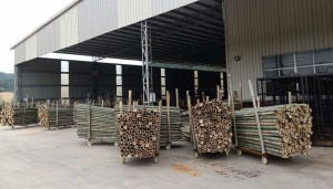 green bamboo resources