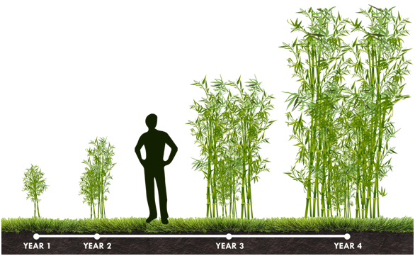 Indoor Bamboo Flooring