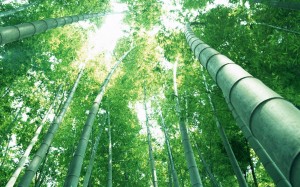 What is Bamboo