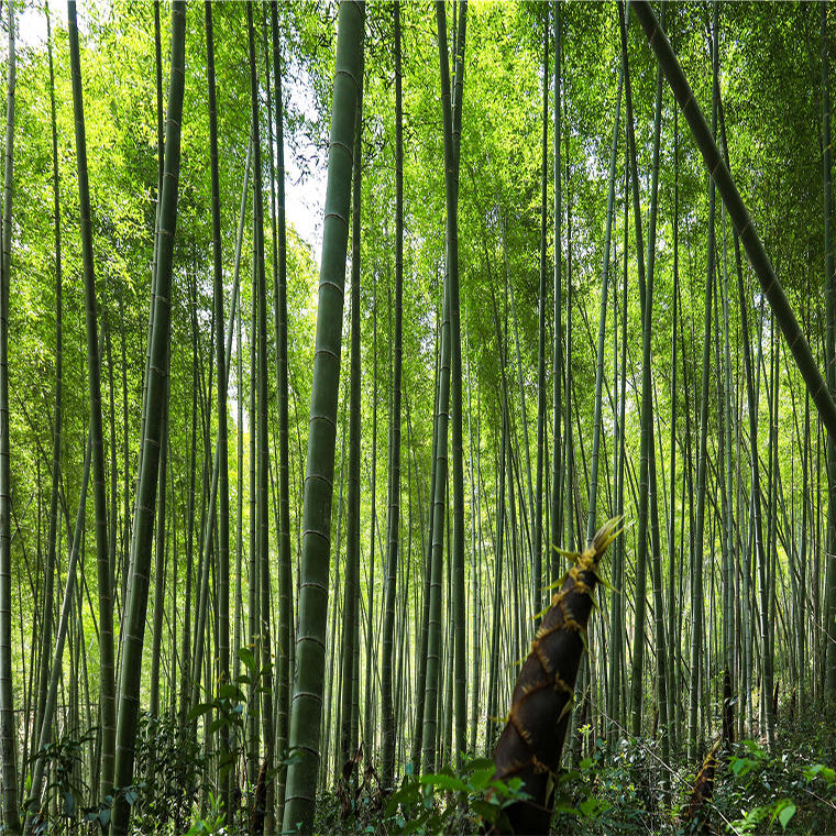 Bamboo In China