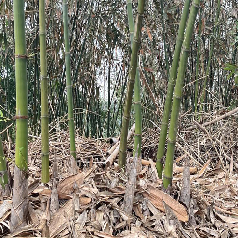 Is Bamboo Wood or Grass
