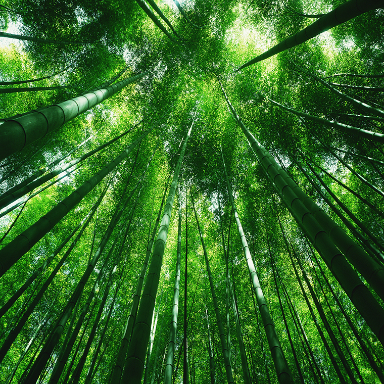 The Versatile Values of Bamboo