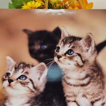 Stylish Wooden Desktop Photo Frame for Your Memories