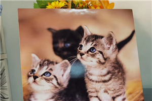 Stylish Wooden Desktop Photo Frame for Your Memories