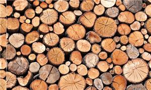 無垢材キャビネット用輸入木材種のご紹介