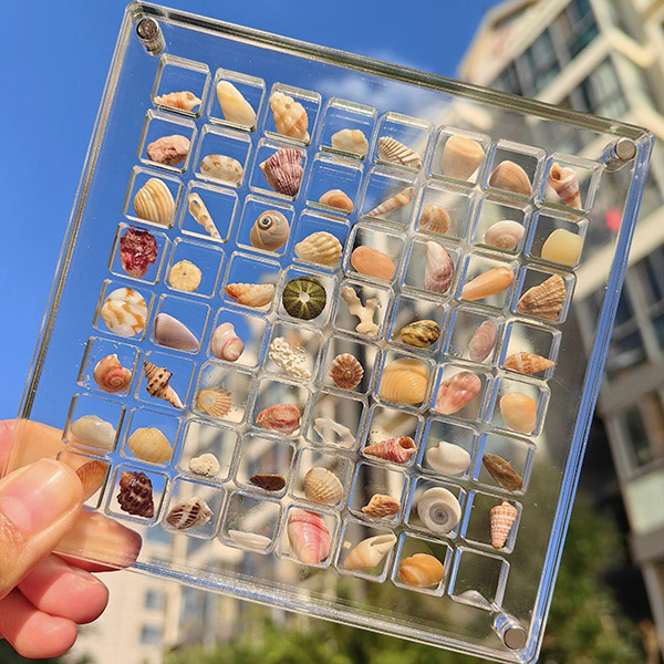 Acrylic Square Clear Shell Storage Box - Mini Specimen Display