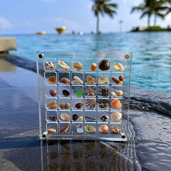 Acrylic Square Clear Shell Storage Box - Mini Specimen Display