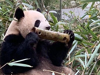 Chengdu Panda