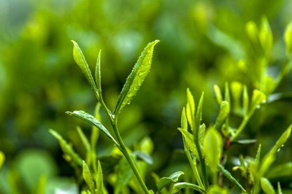 What Are The Effects Of Magnesium Sulfate Heptahydrate On Crops?