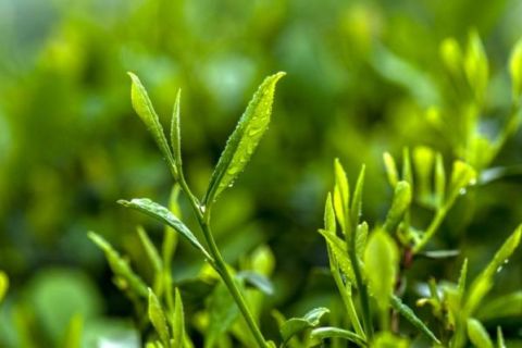 What Are The Effects Of Magnesium Sulfate Heptahydrate On Crops?