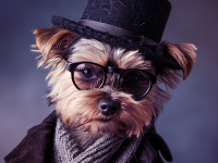 Utvikling av ERP-applikasjoner for kjæledyrbransjen