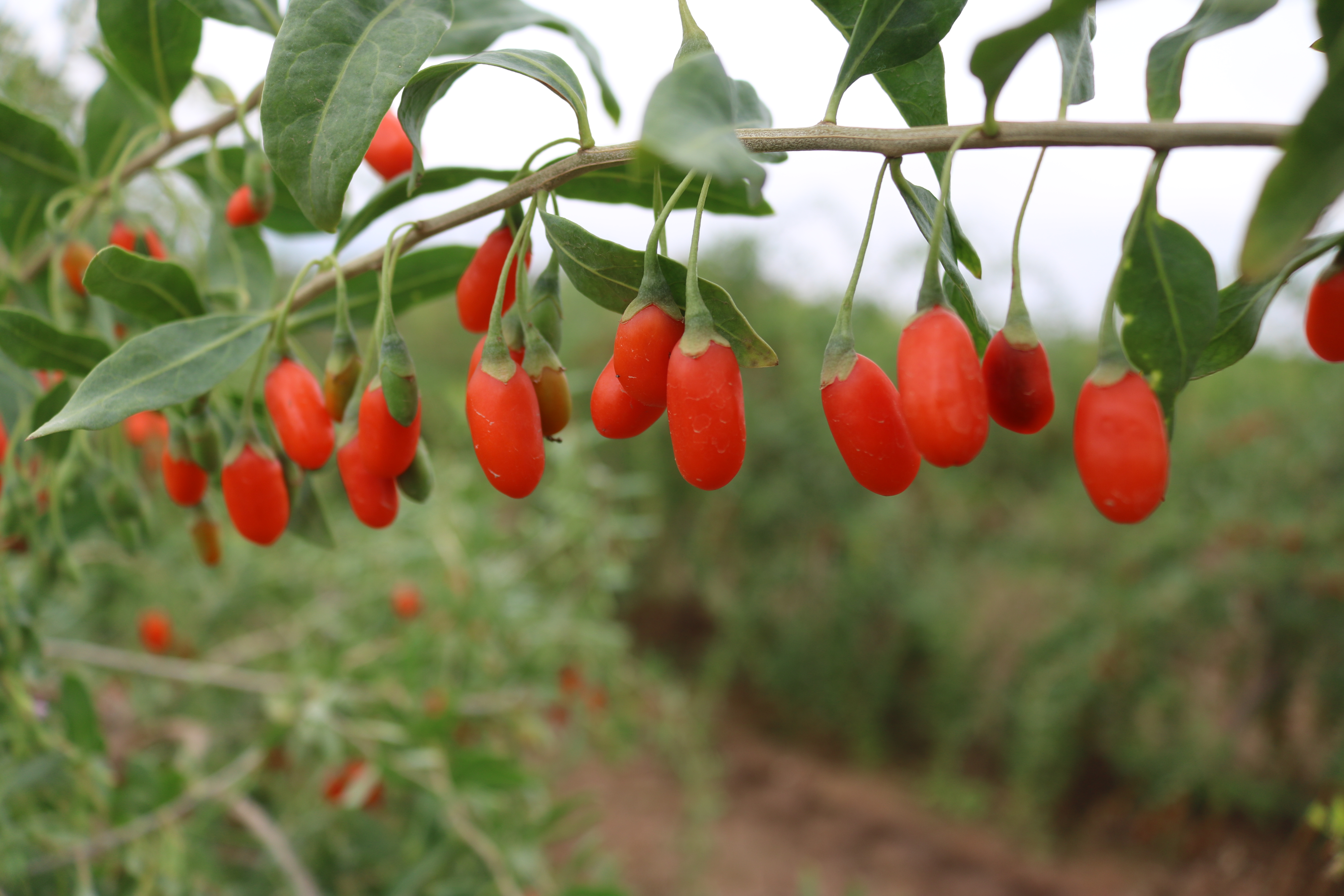 iron boxed goji berry