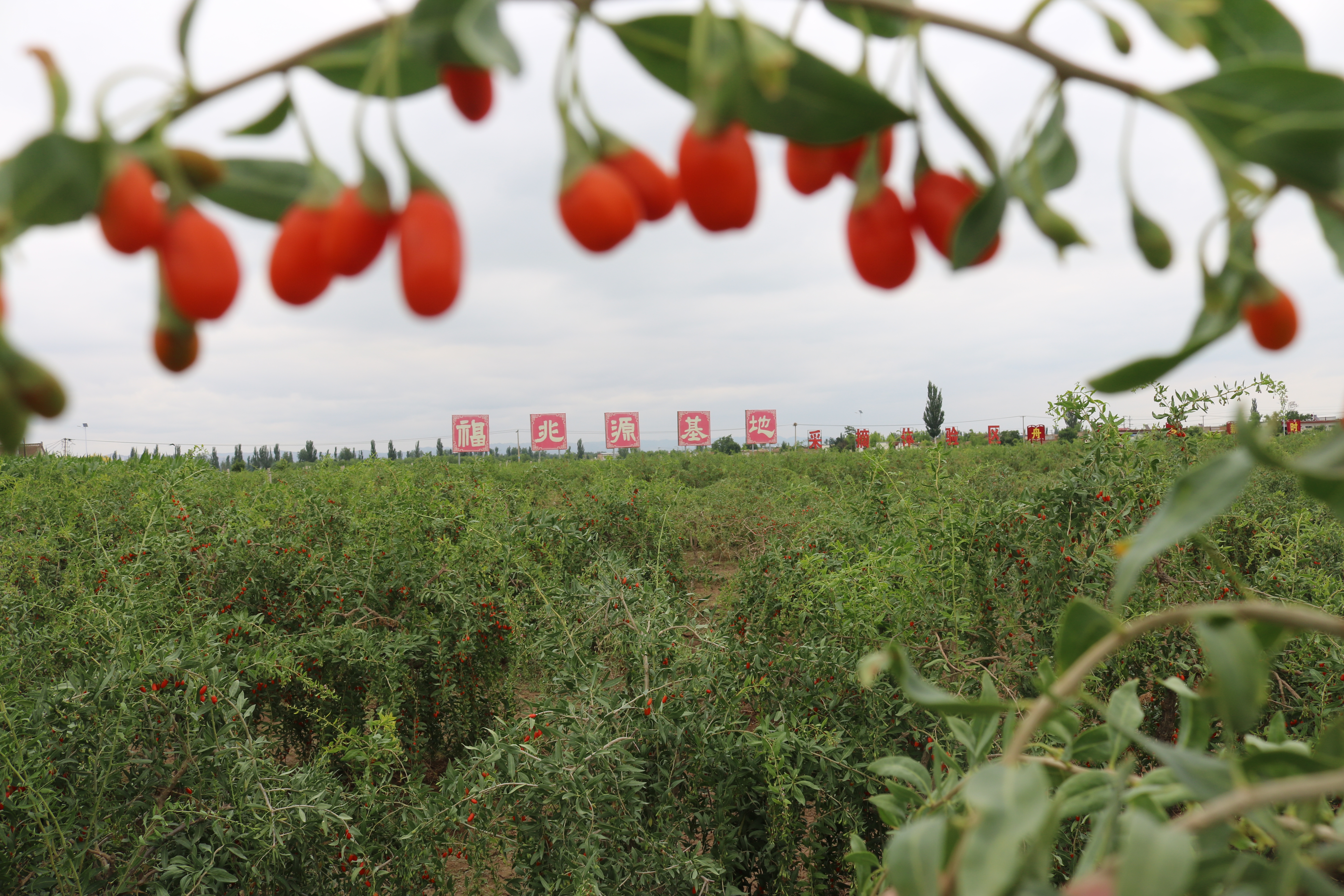 iron boxed goji berry