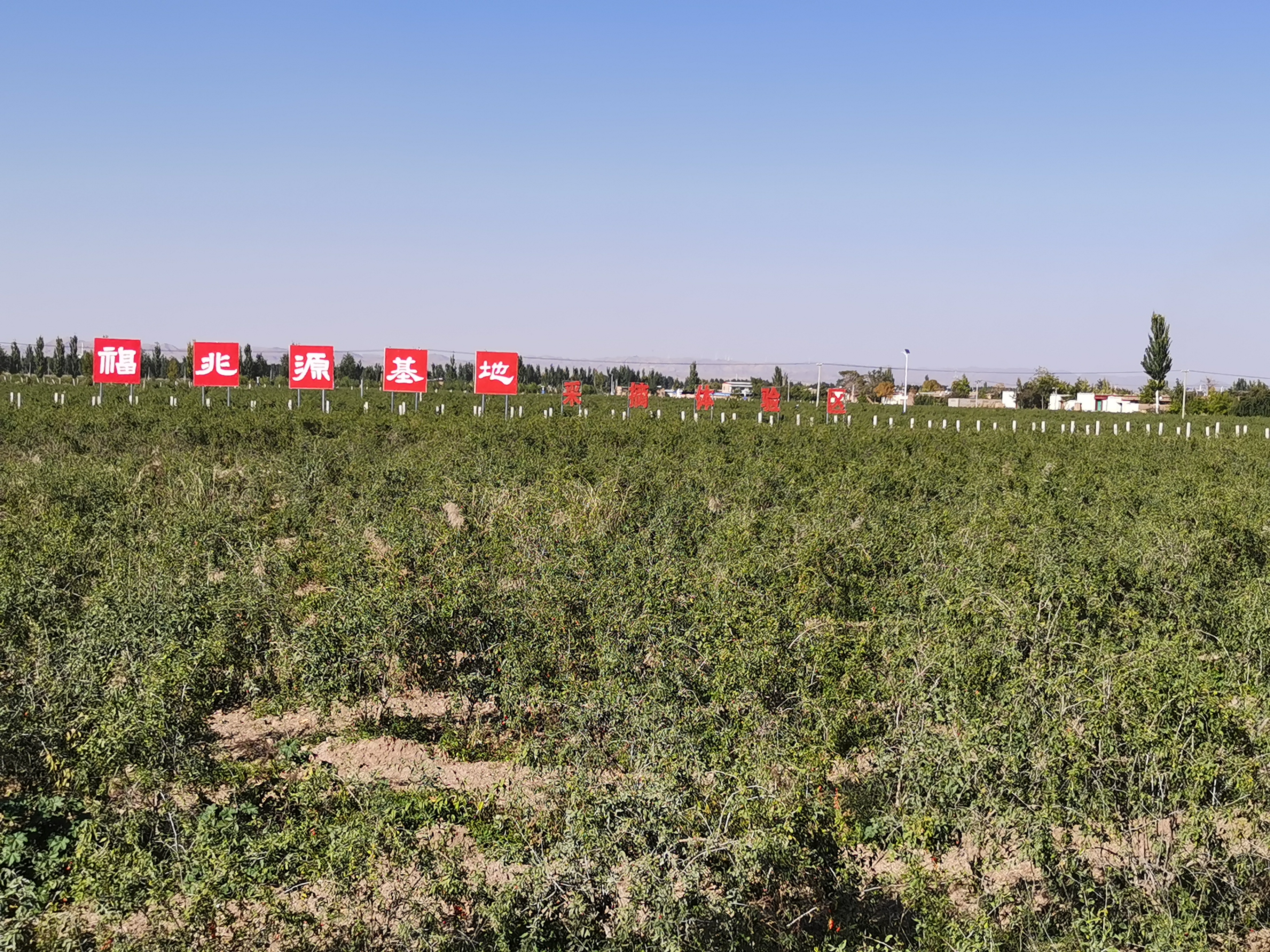 Family inherited goji berry