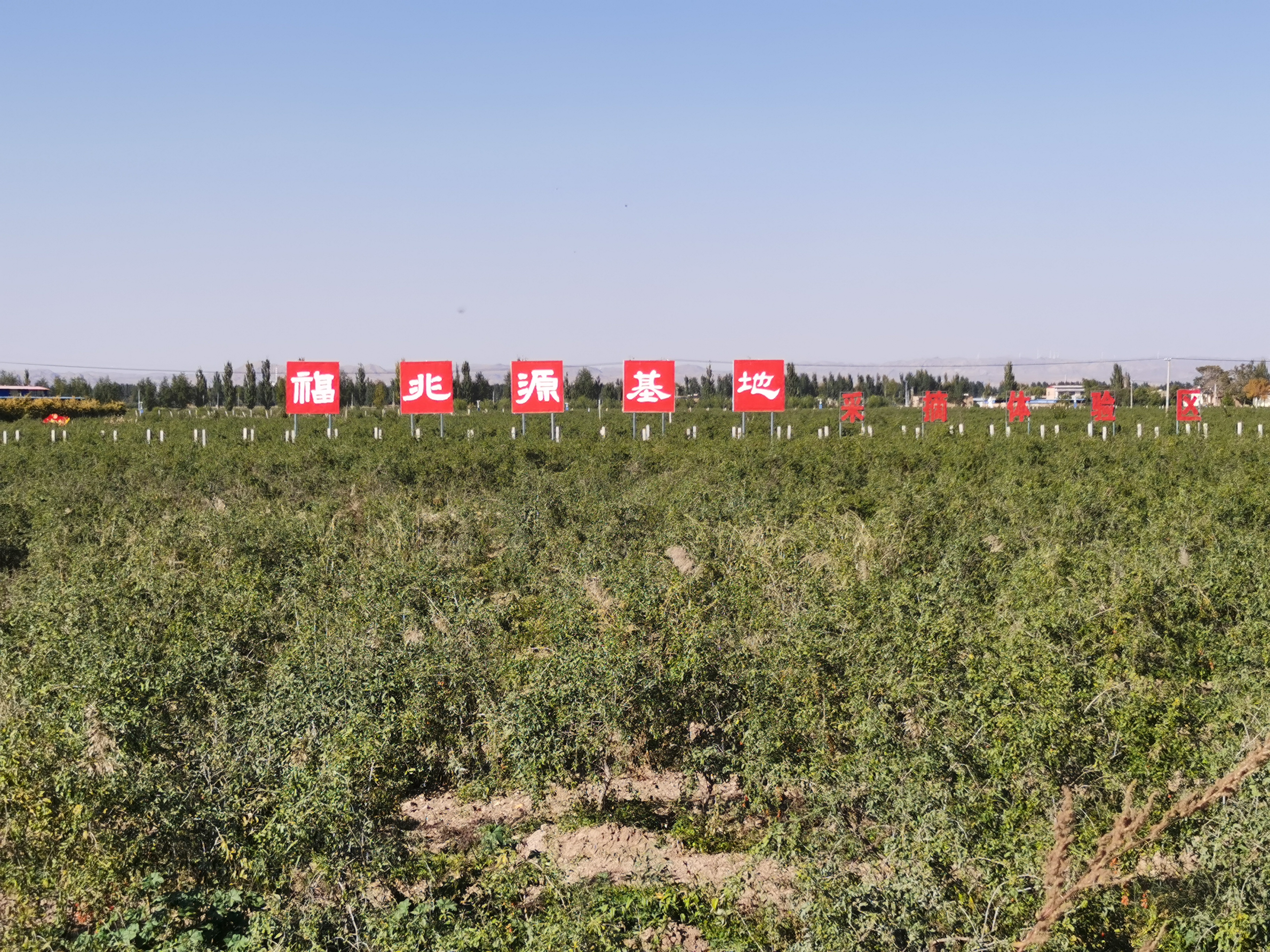 Ningxia goji berry