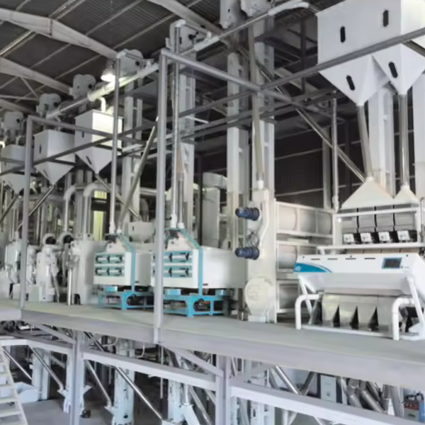 60TPD Complete Commericial Buckwheat Processing Machine