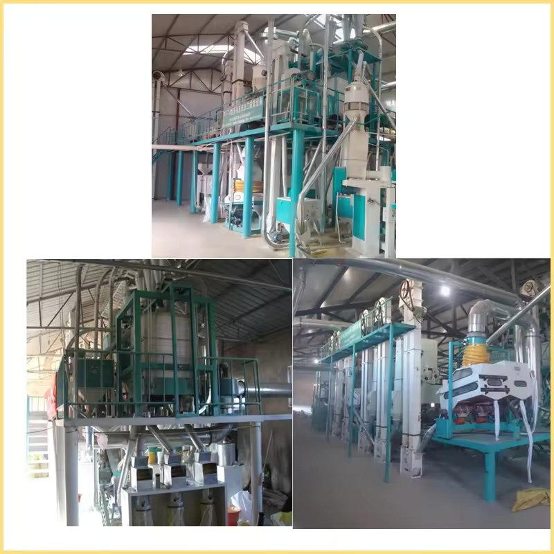 green bean processing machine