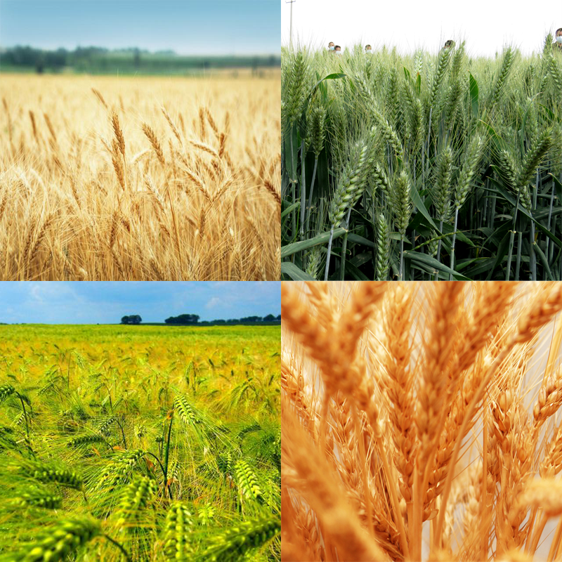 low cost wheat processing machine for farms