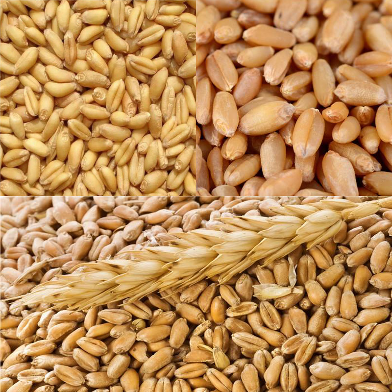 wheat processing machine from China