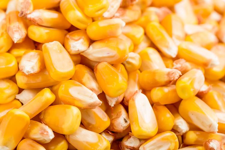 steel structure corn grits flour milling plant