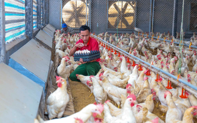 Broiler Feeding Equipment
