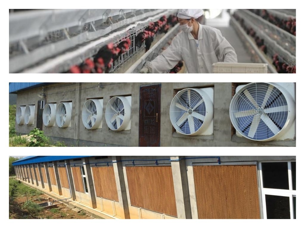 Poultry Chicken House Ventilation Exhaust Fan