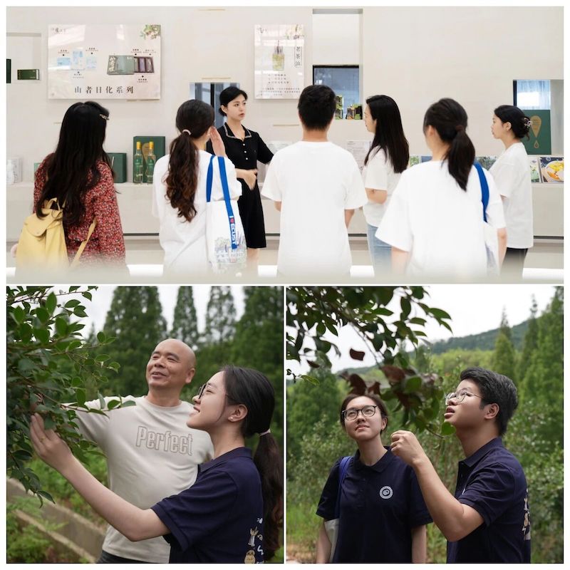 La Joint Strategic Camellia Planting Base del Frog Prince Group, un'iniziativa 