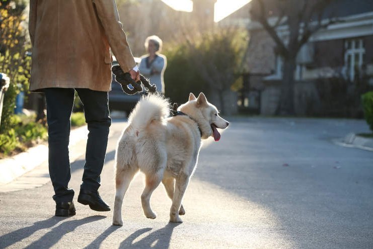 7 बेहतरीन डॉग वॉकिंग हैक्स जो हर पालतू माता-पिता को पता होने चाहिए