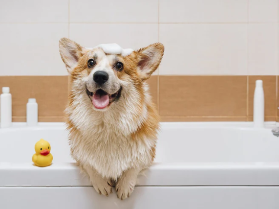 पालतू जानवरों के कचरे के थैले की गर्म यात्रा