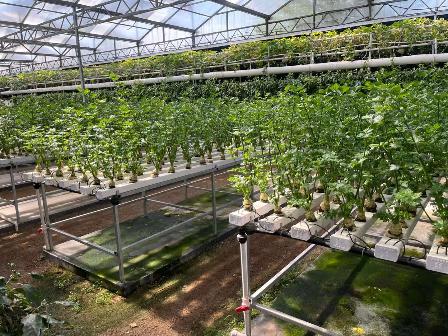 greenhouse.jpg