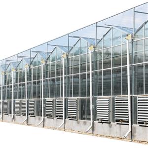 Commercial Multispan Glass Green House