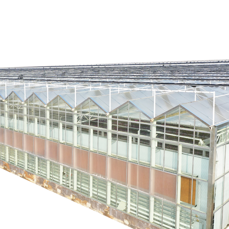 Tempered class Green house with Tomato Growing System