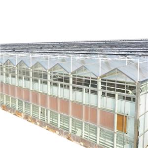 Tempered class Green house with Tomato Growing System