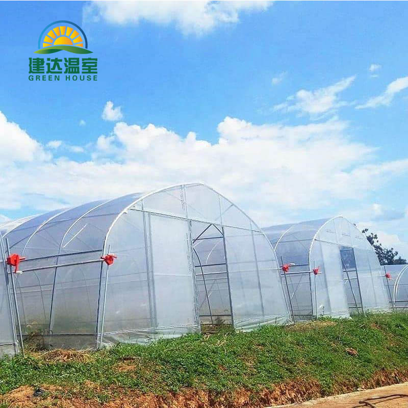 vegetable film greenhouse.jpg