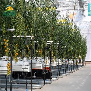 Greenhouses With Hydroponic Growing System