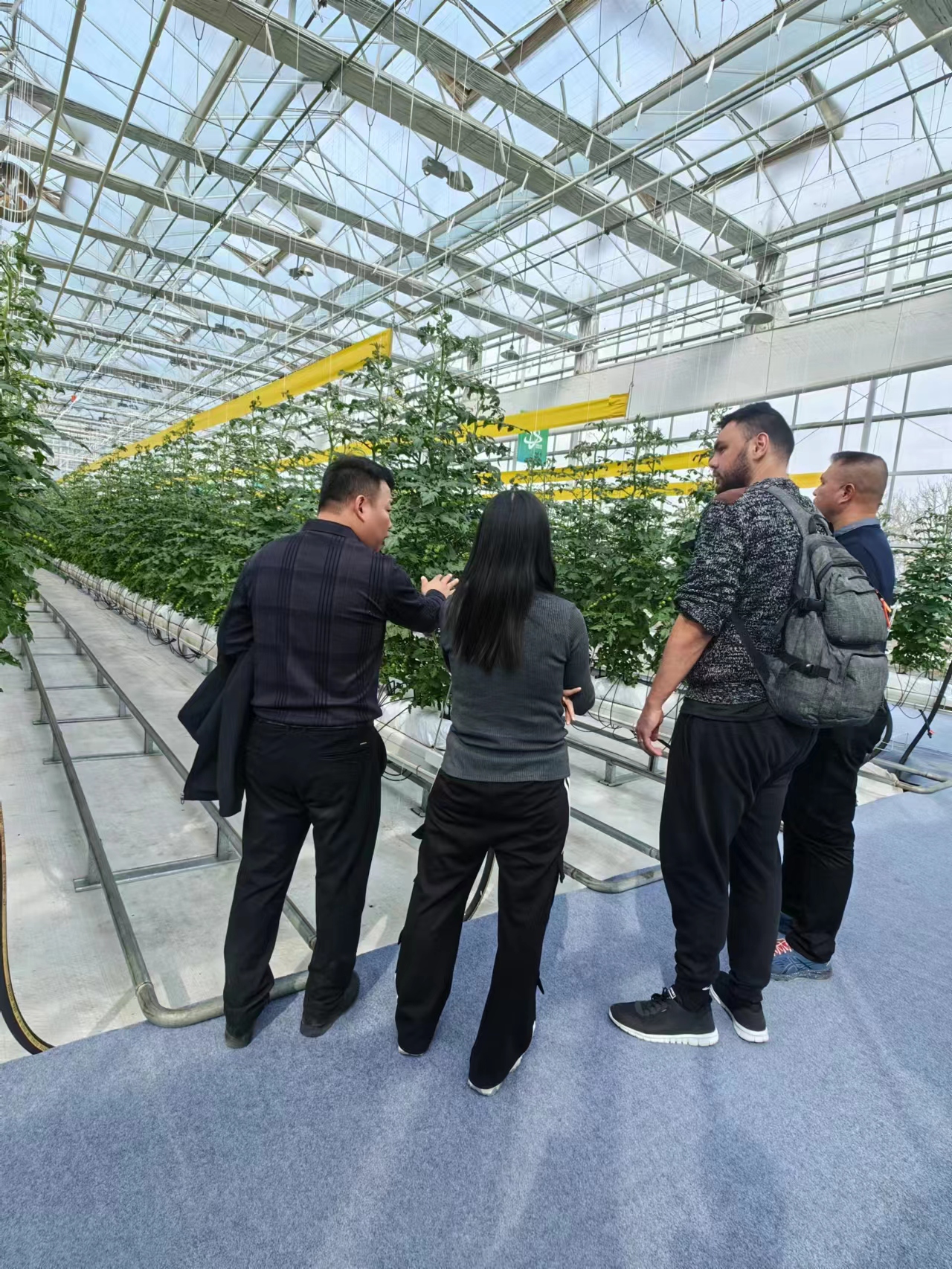 Glass Greenhouse
