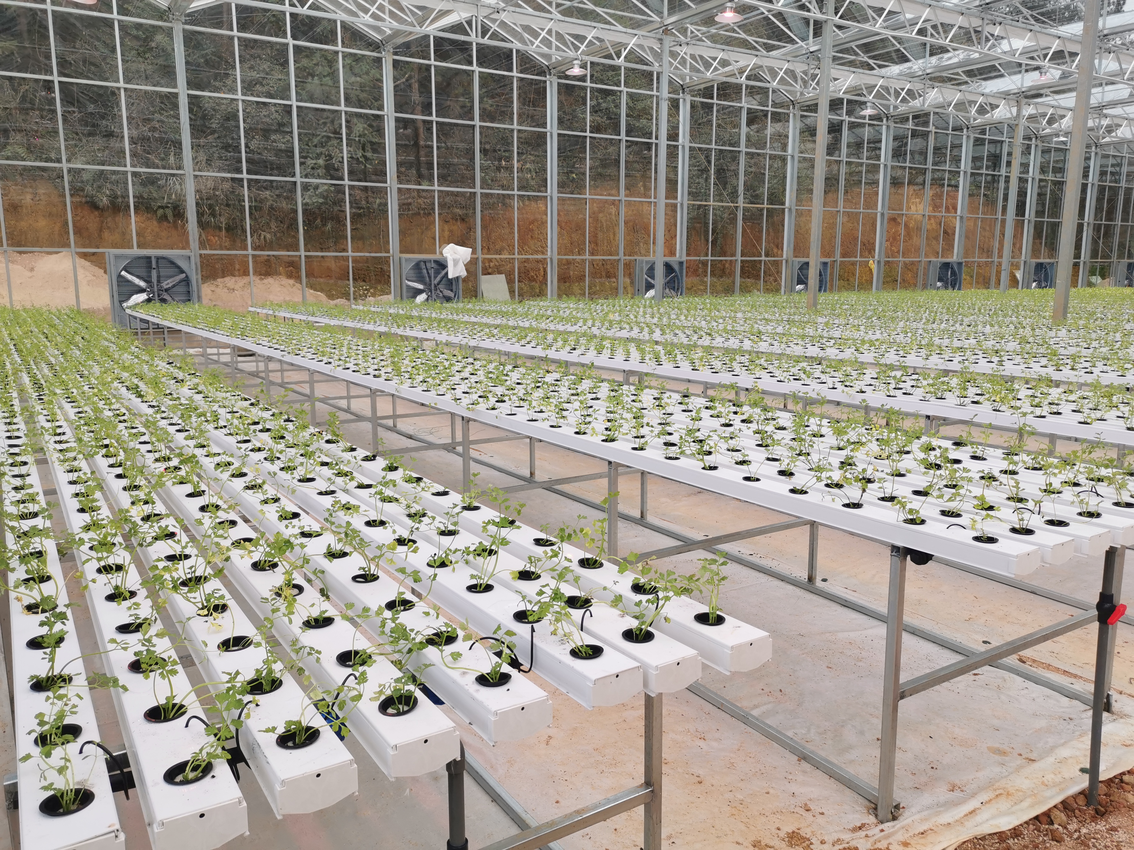 hydroponic planting in Saudi Arabia