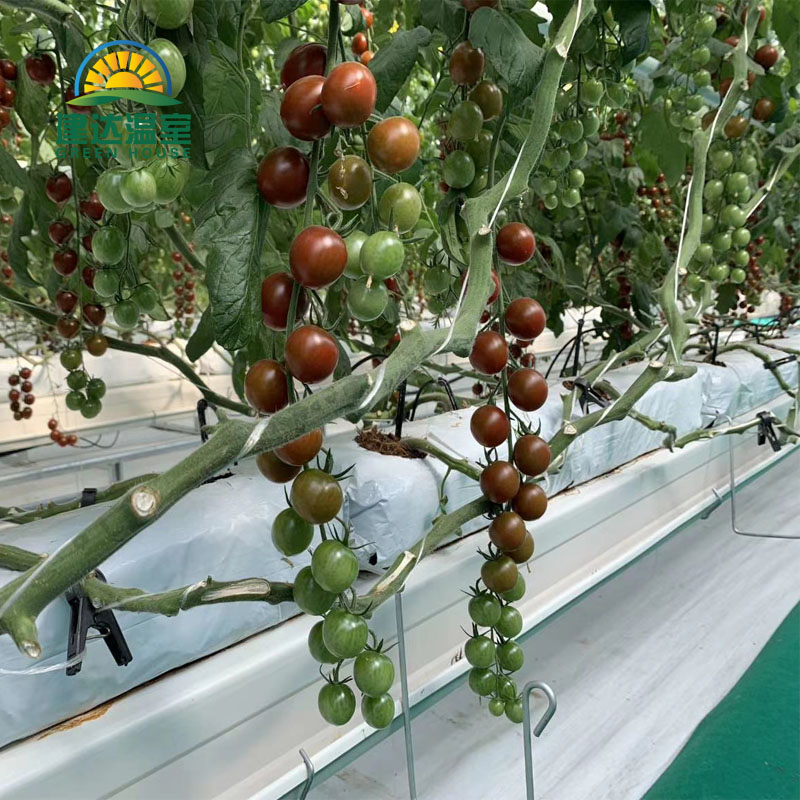 cocopeat gutter planting tomato