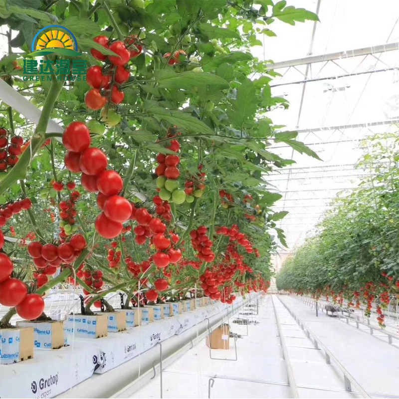 tomato planting with cocopeat