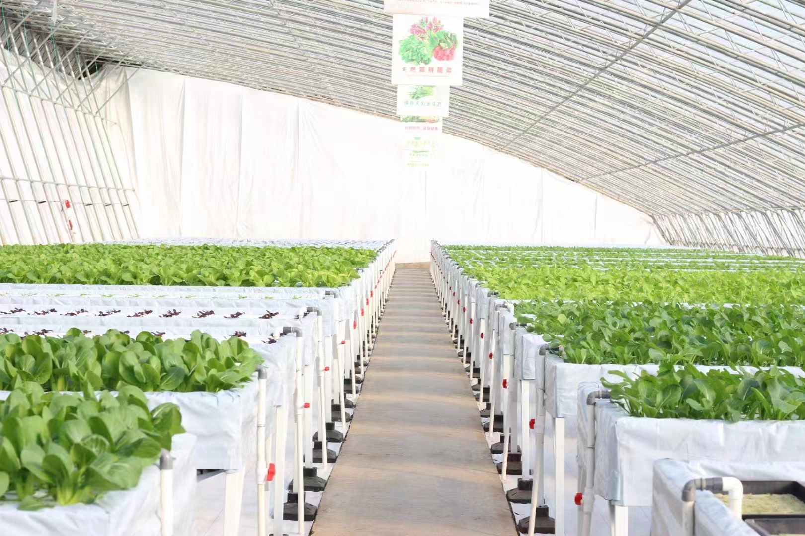 Soilless cultivation lettuce