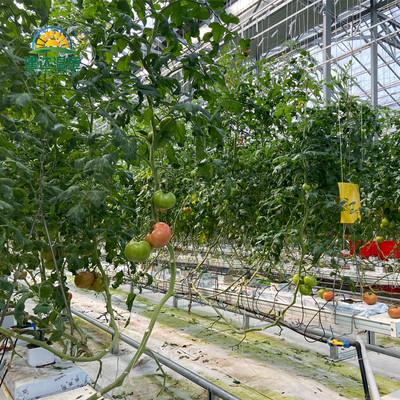 Kaufen Luftfeuchtigkeit im Gewächshaus zum Anpflanzen von Tomaten;Luftfeuchtigkeit im Gewächshaus zum Anpflanzen von Tomaten Preis;Luftfeuchtigkeit im Gewächshaus zum Anpflanzen von Tomaten Marken;Luftfeuchtigkeit im Gewächshaus zum Anpflanzen von Tomaten Hersteller;Luftfeuchtigkeit im Gewächshaus zum Anpflanzen von Tomaten Zitat;Luftfeuchtigkeit im Gewächshaus zum Anpflanzen von Tomaten Unternehmen