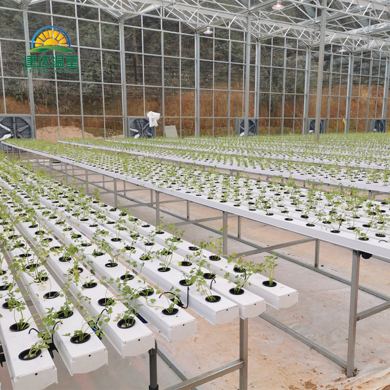 vegetable Soilless cultivation