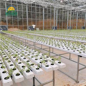 vegetable Soilless cultivation