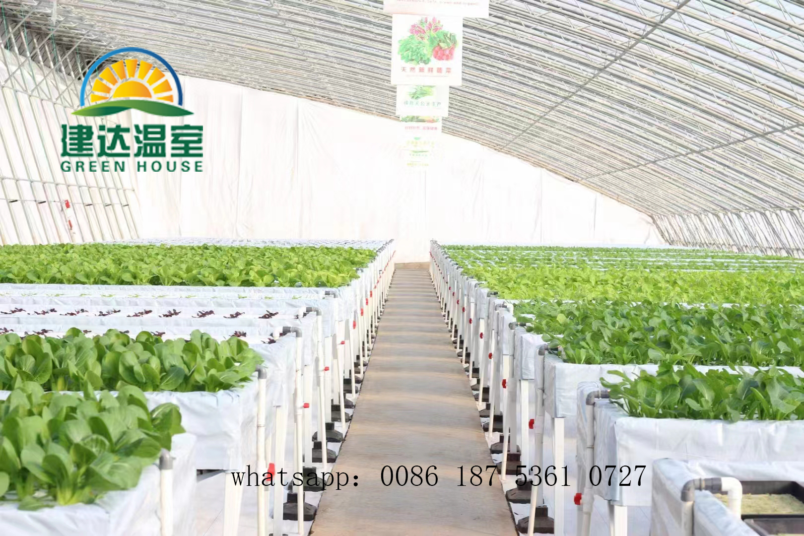 vegetable planting