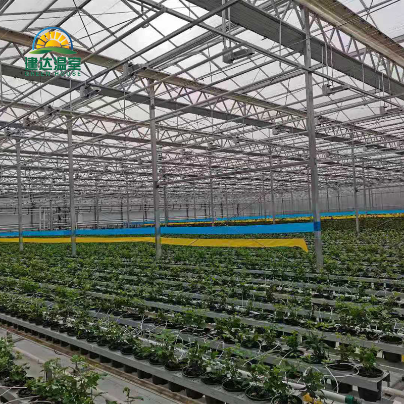 Chinese Greenhouse Construction in the Middle East