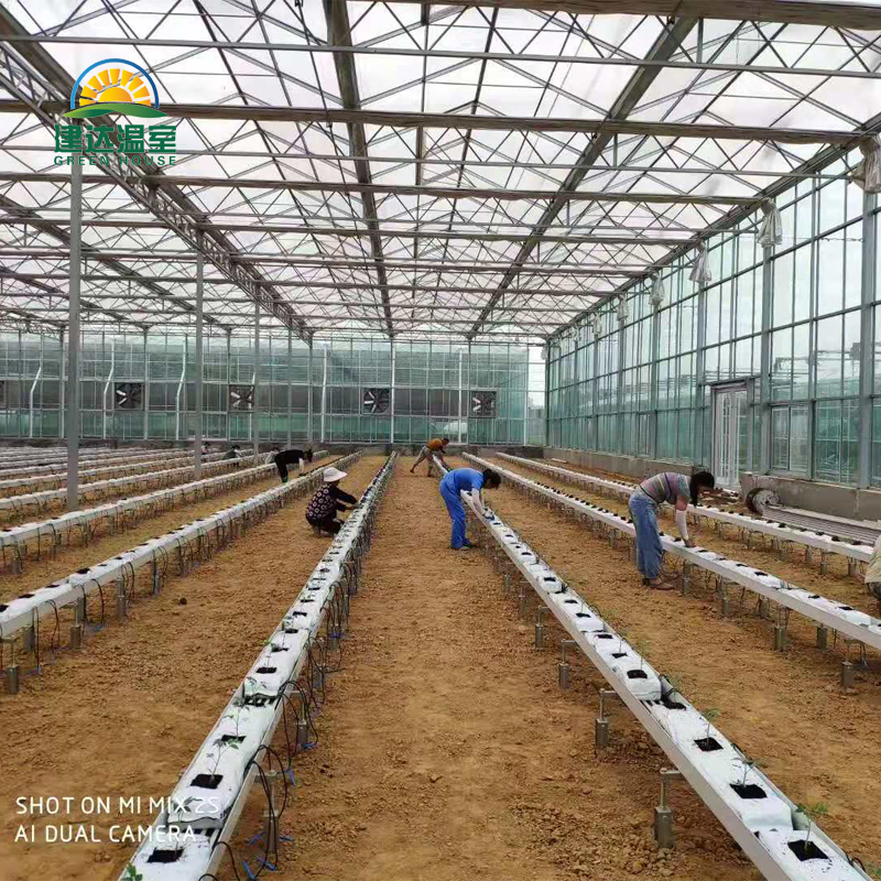 Large-Scale Agricultural Greenhouse Project in Saudi Arabia