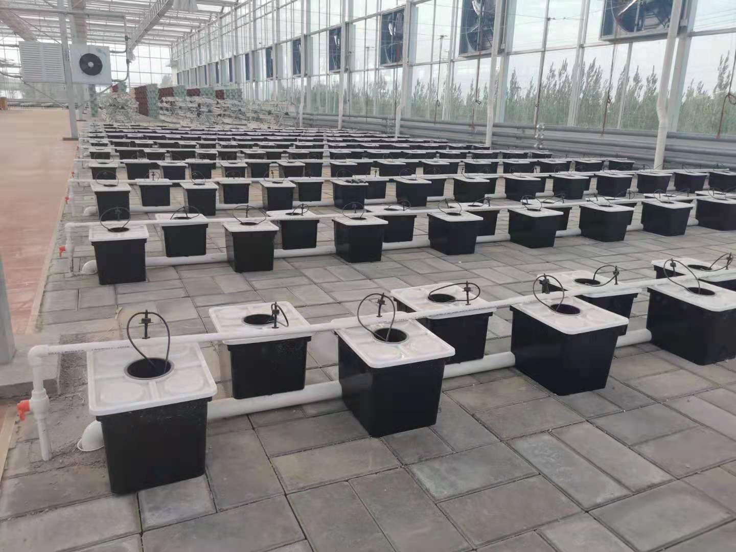 greenhouse vegetable